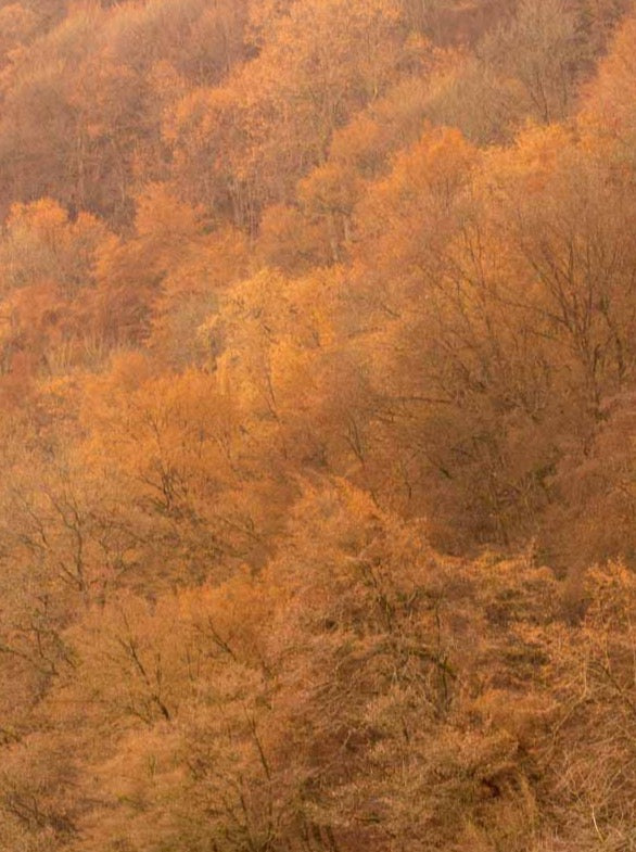 Inspiration für Strickwaren von FUXBAU. Ein Wald im Herbst mit rötlichen Farben.